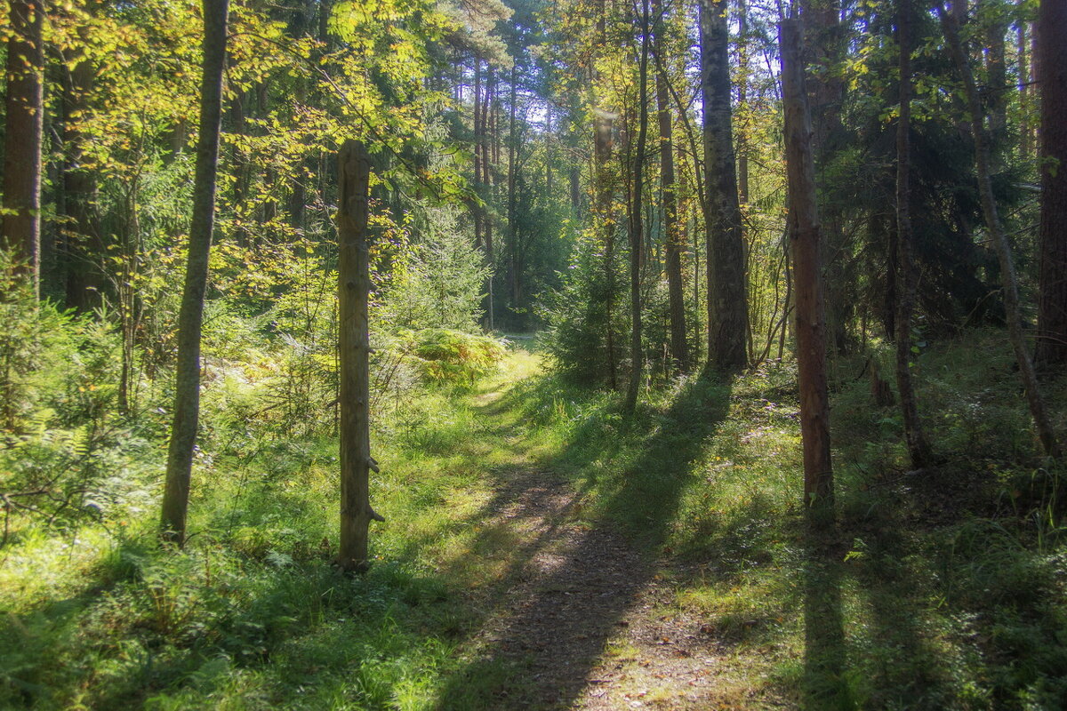 *** - Сергей  Могутов 