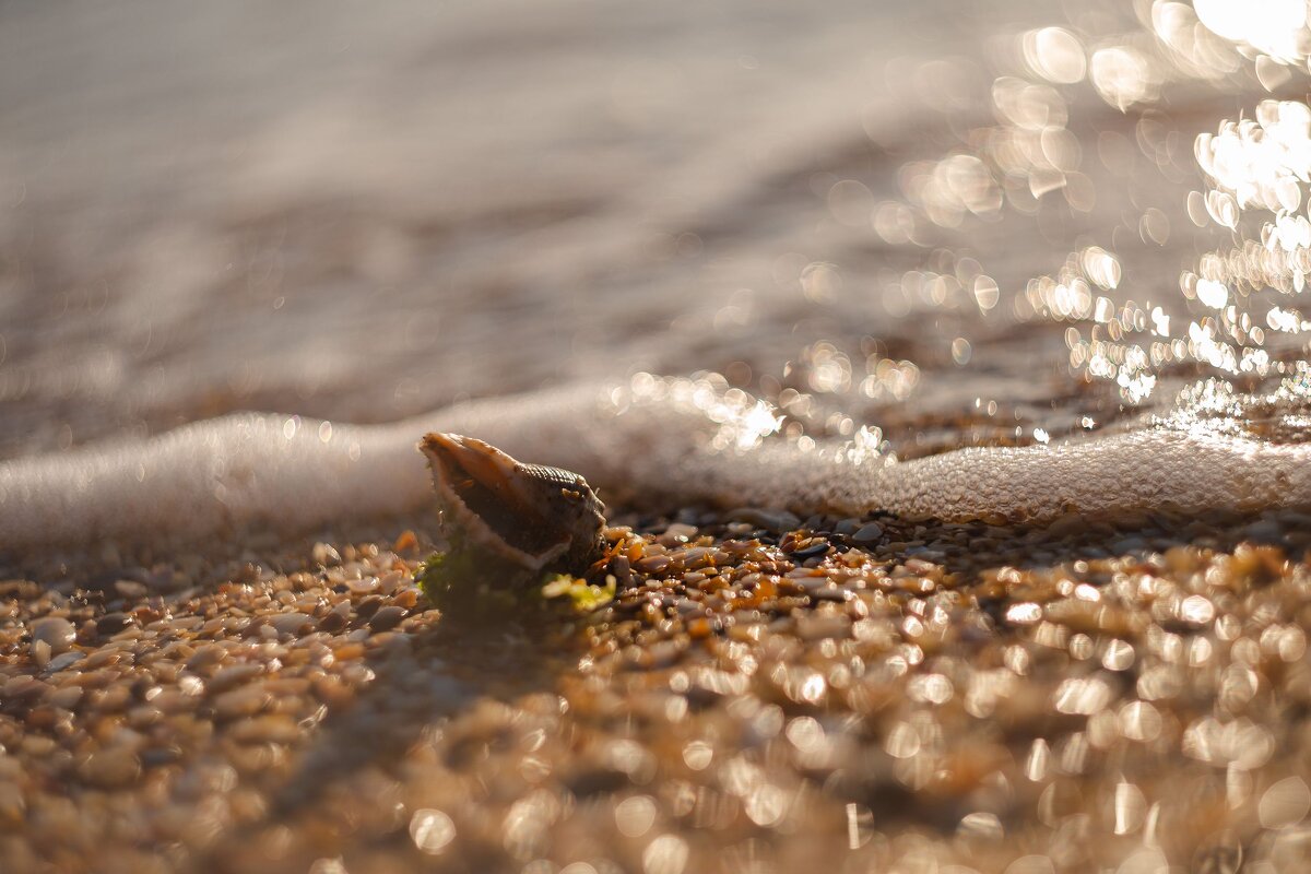 Осенний исход черноморской рапаны. - Анатолий Щербак