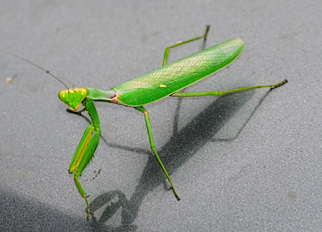 Богомол - Владимир 