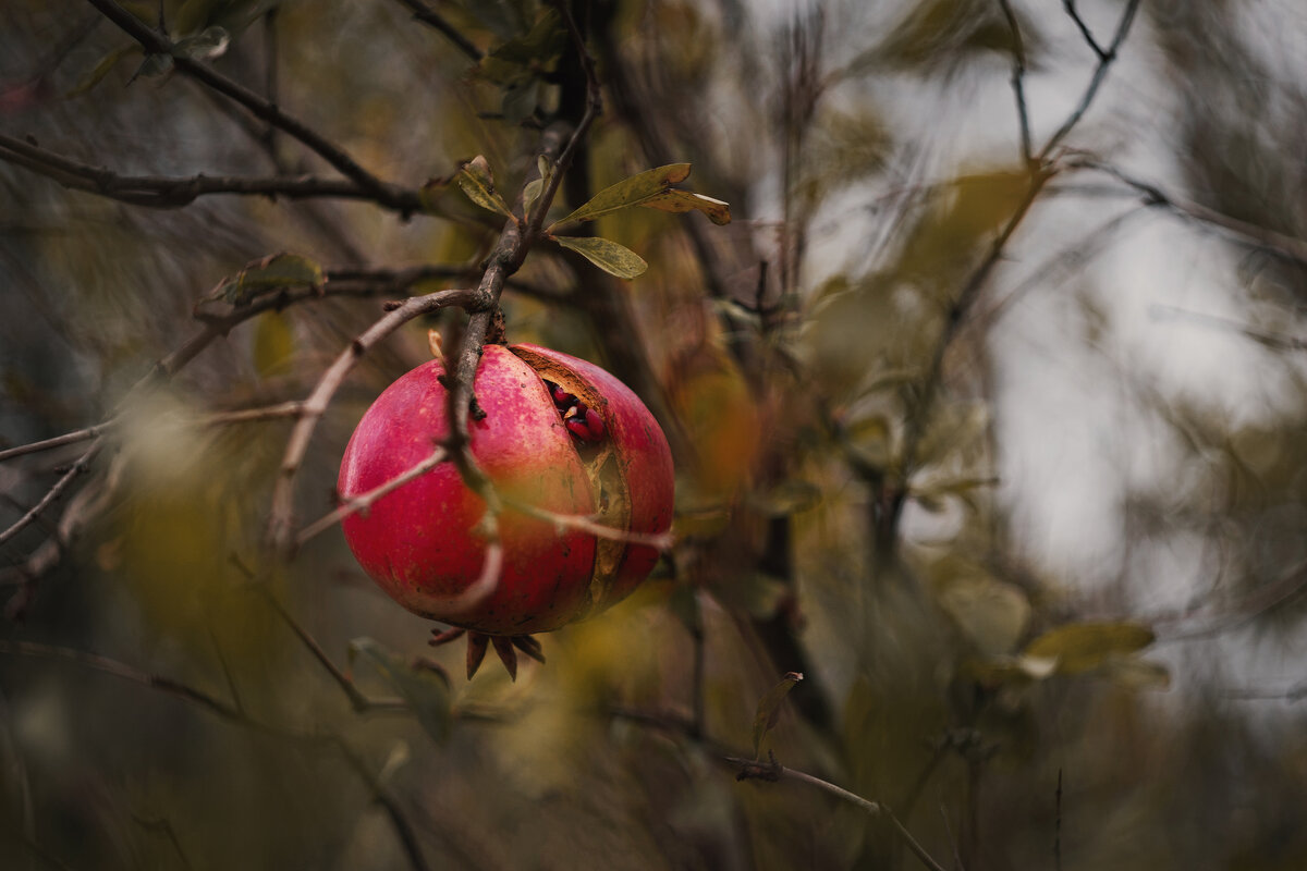 Осенние дары. - Анатолий Щербак