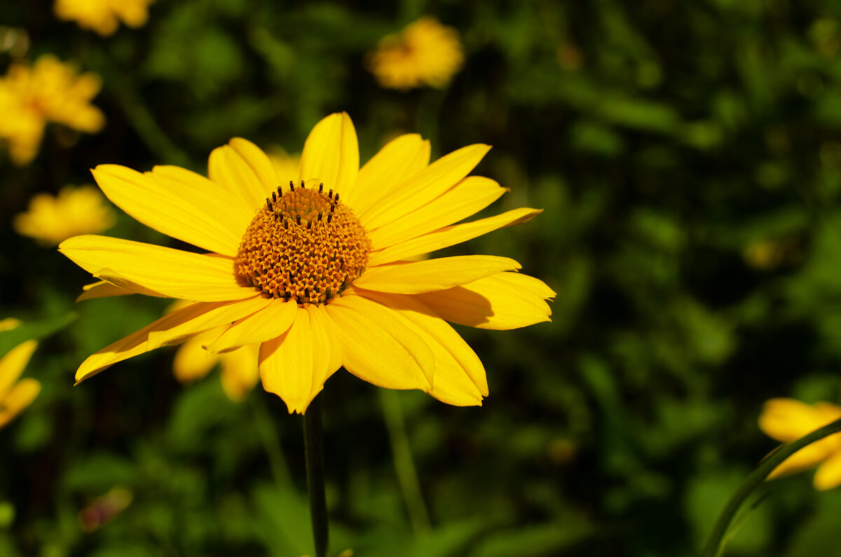 желтый в кадре - Татьяна Ерохина