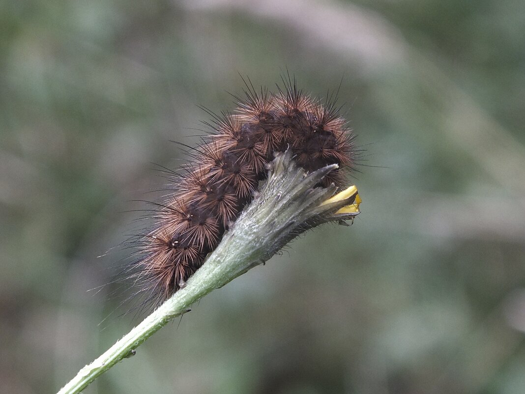 *** - Зоя Мишина