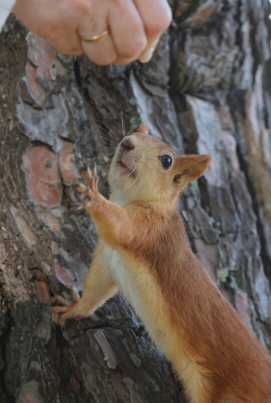 Давай уже! - Александр Кондаков