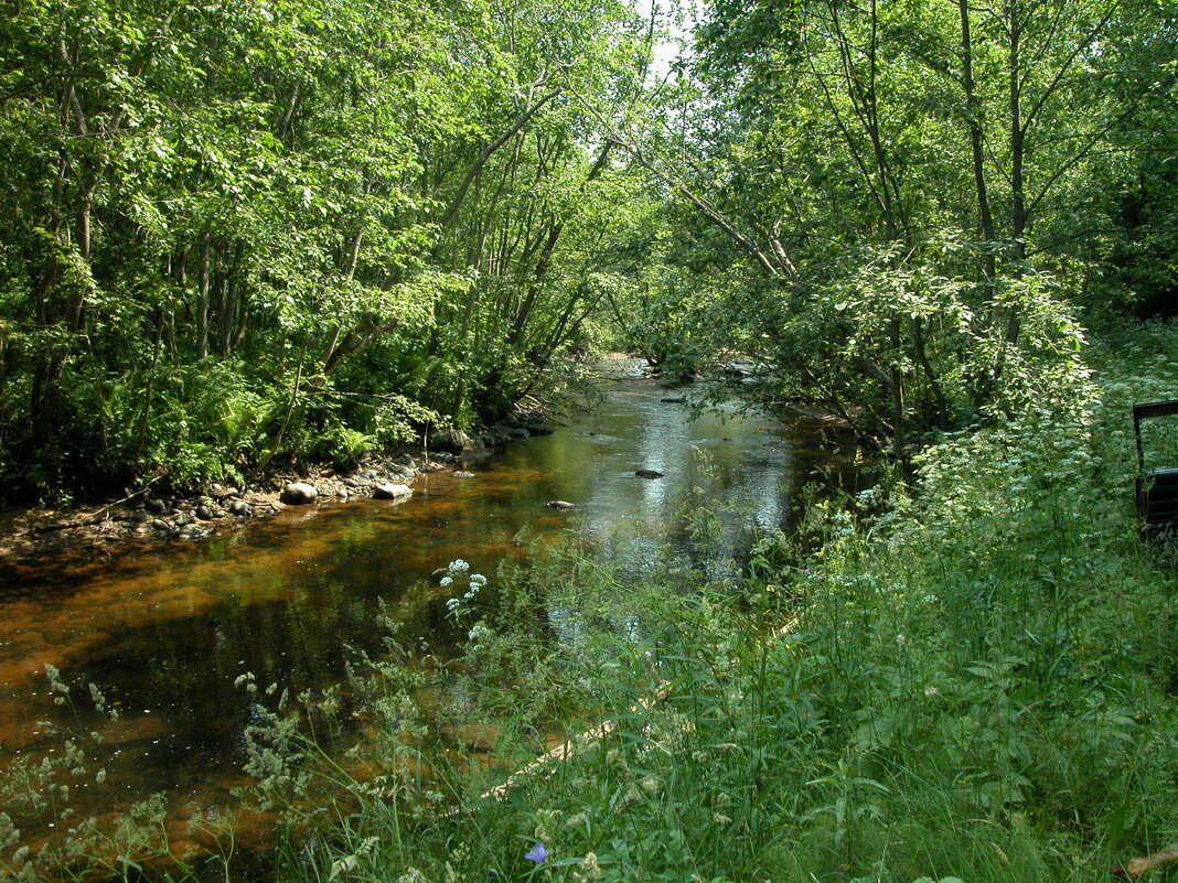 Лесная речка - Наталья Лунева 