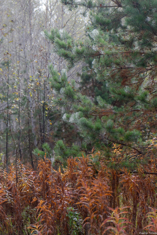 Сентябрьское утро - Евгений Тарасов 