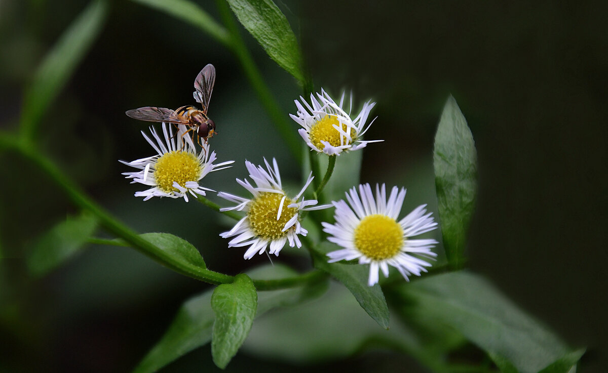 *** - Надежда Куркина *** - Надежда Куркина