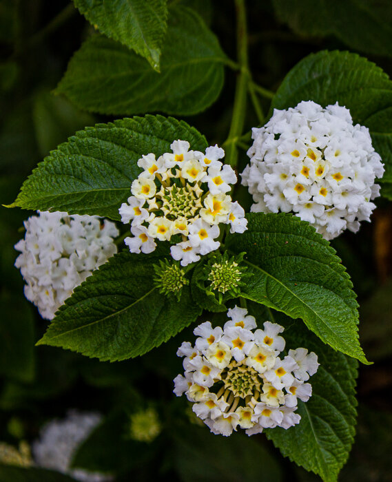 Лантана - Светлана SvetNika17 Лантана - Светлана SvetNika17