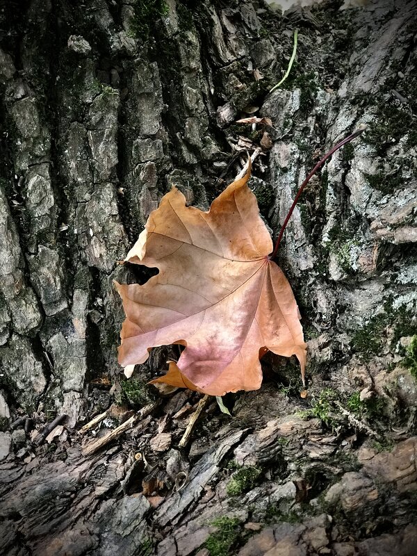 Послание осени… - Любовь 