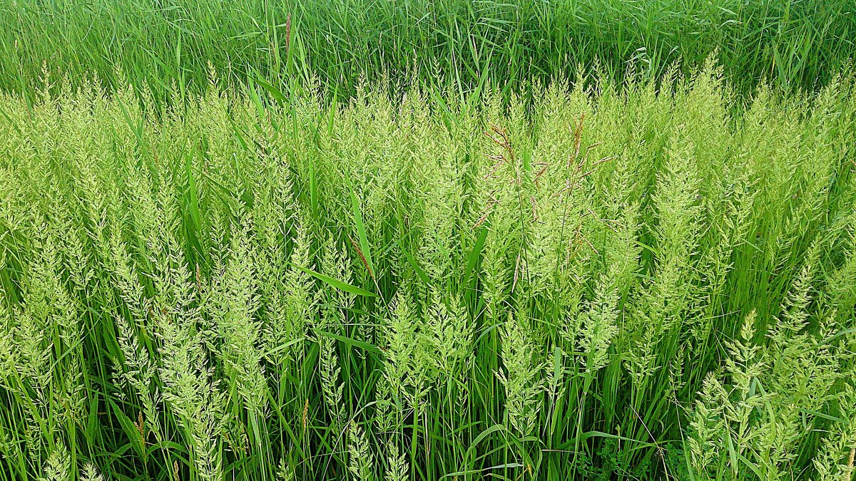 Злаковые травы - Hope 