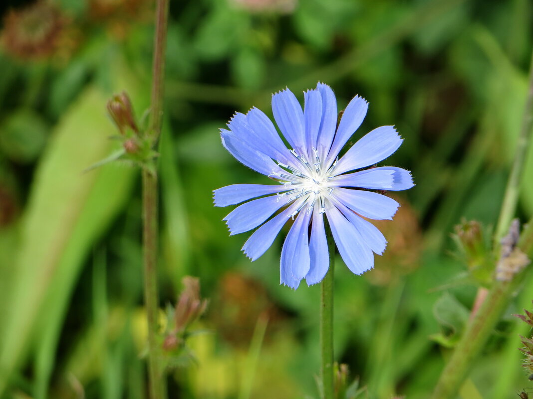 Осенние цветы - Александр Чеботарь