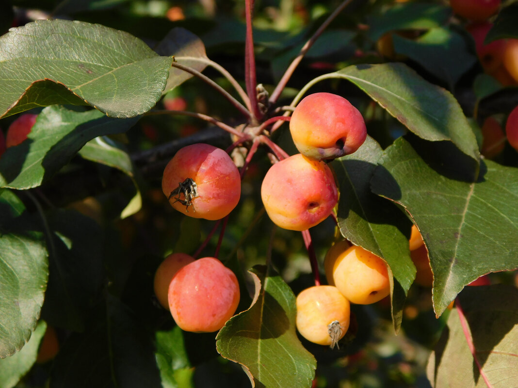 Ранетка - Наиля 