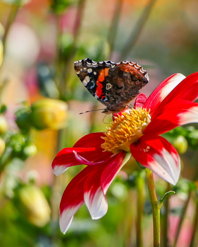 Сбор нектара - Анатолий Шумилин