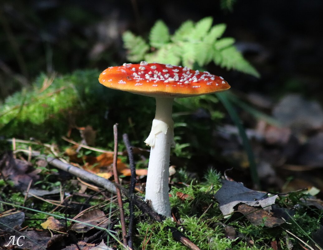 Мухомор - Любовь Сахарова