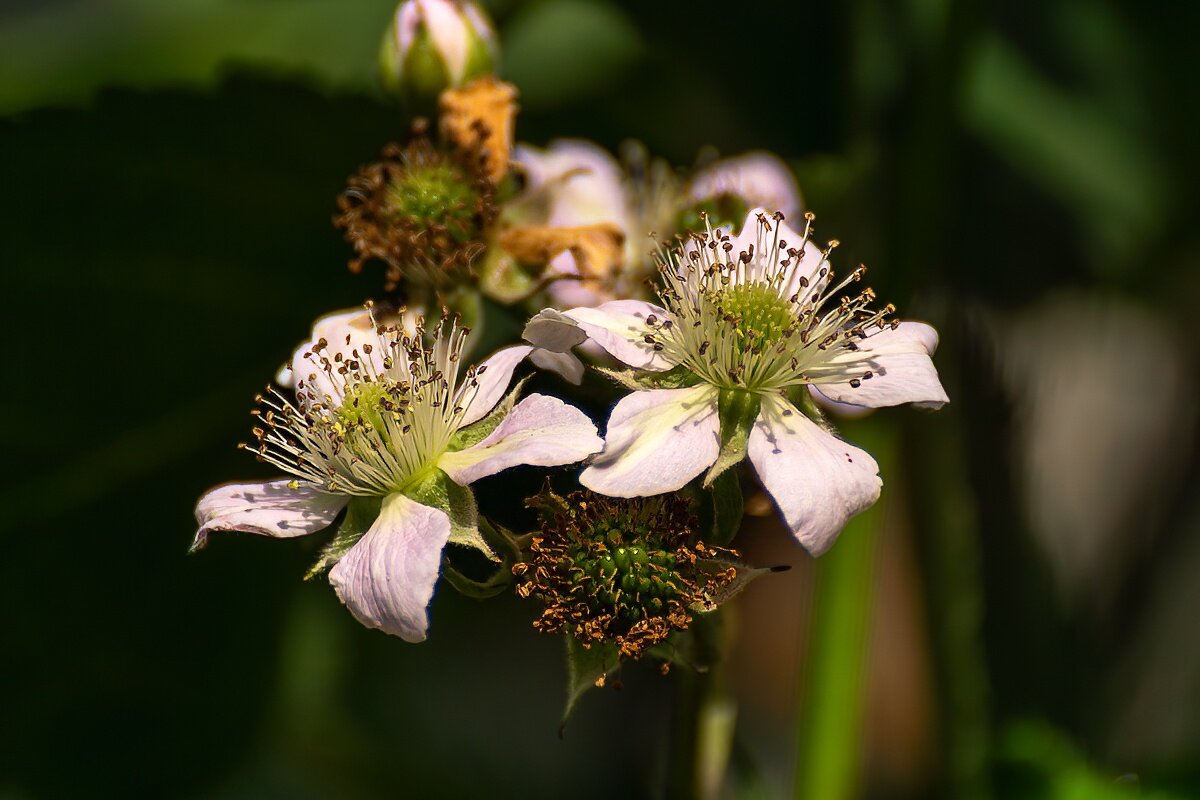 Ежевика - Игорь Сикорский