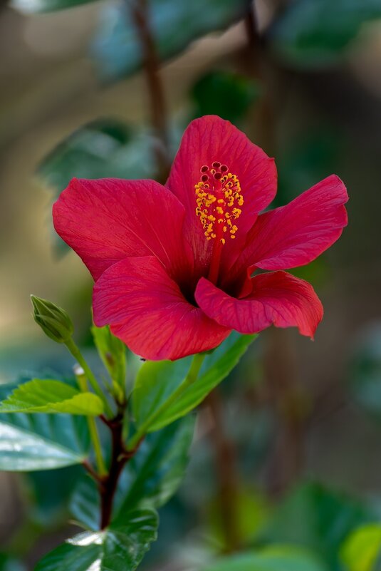 Гибискус - Игорь Сикорский Гибискус - Игорь Сикорский