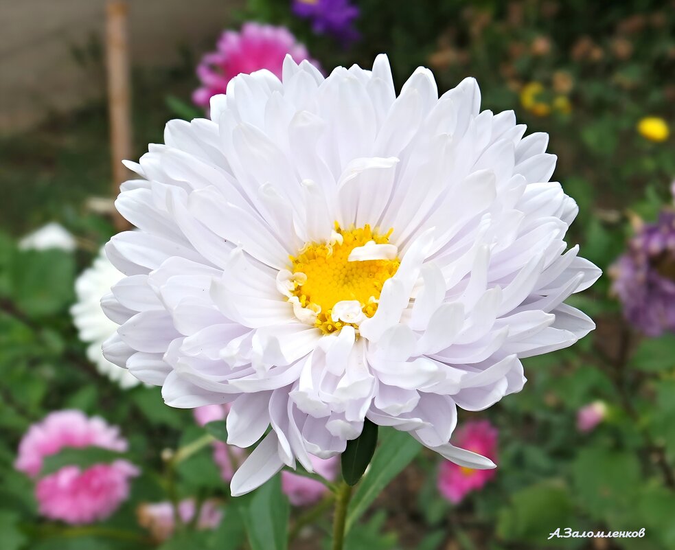 А у нас во дворе... - Андрей Заломленков