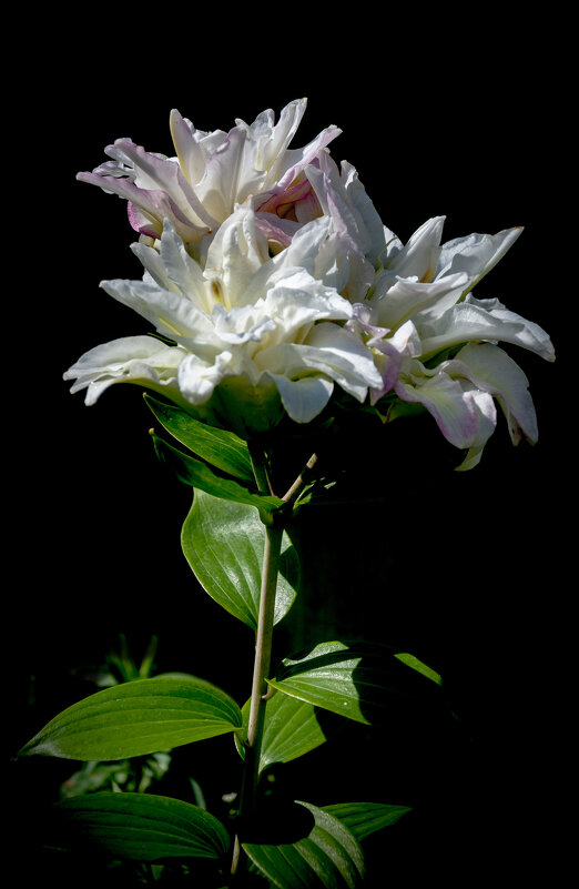 На даче - Александр Силинский