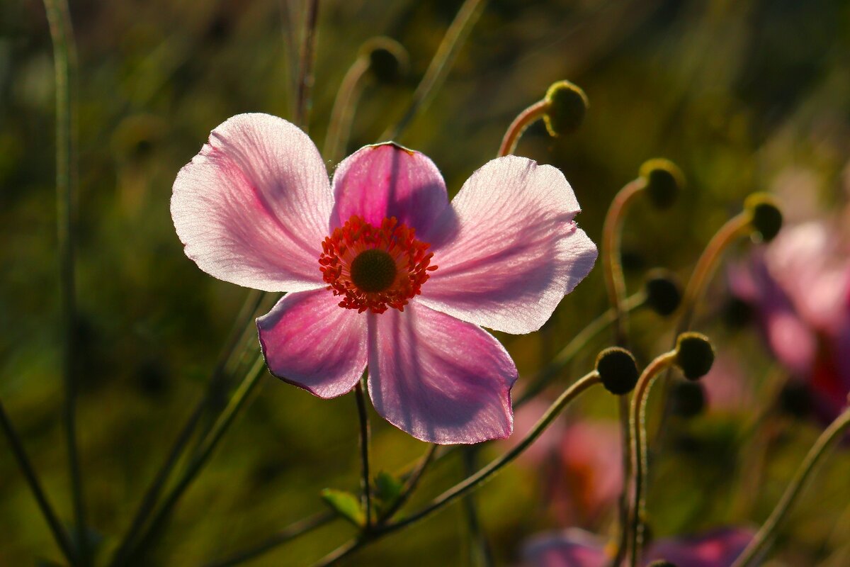 Доброе утро - Юрий. Шмаков
