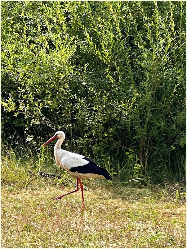 Аист на прогулке. - Валерия Комова