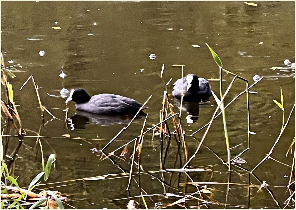 Лысухи. - Валерия Комова