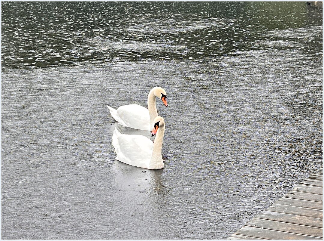 Дождь. Лебеди. - Валерия Комова