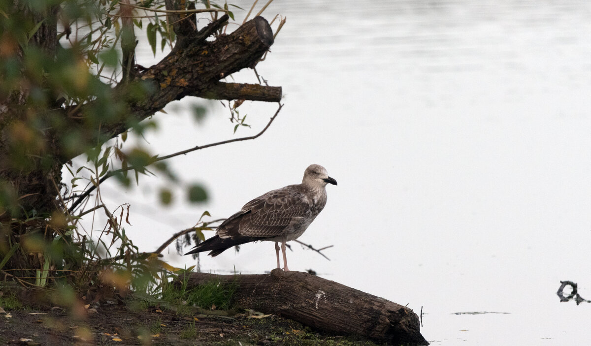 Насиженное место. - Владимир Безбородов