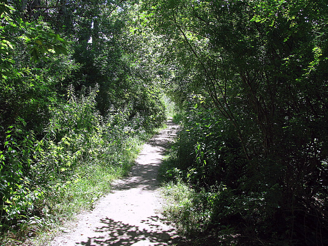 Тропинка. - Владимир Драгунский Тропинка. - Владимир Драгунский