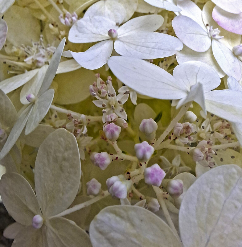 рождение гортензии - ИРЭН@ .