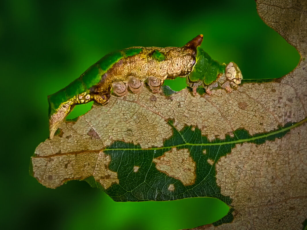 Гусеница бабочки Бражник тополёвый 1 - Aleksey Afonin