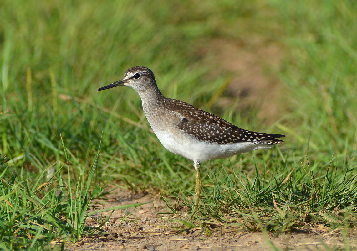 Фифи - Владислав Иопек