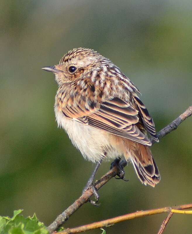 Луговой чекан - Владислав Иопек