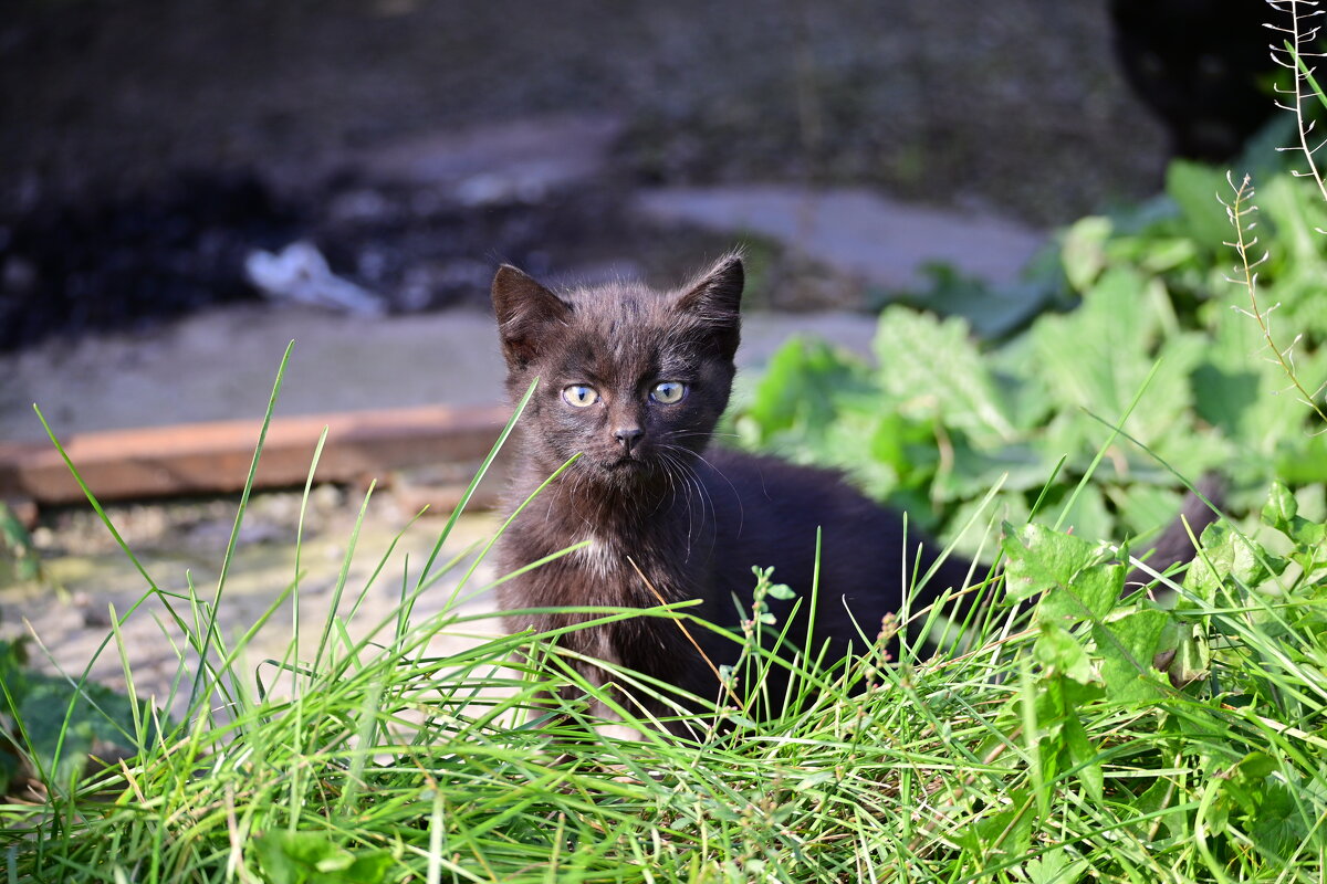 *** - Владислав Левашов