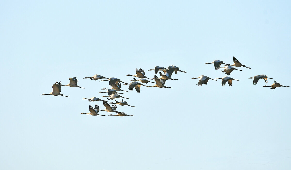 Журавли. - Евгений Кузнецов