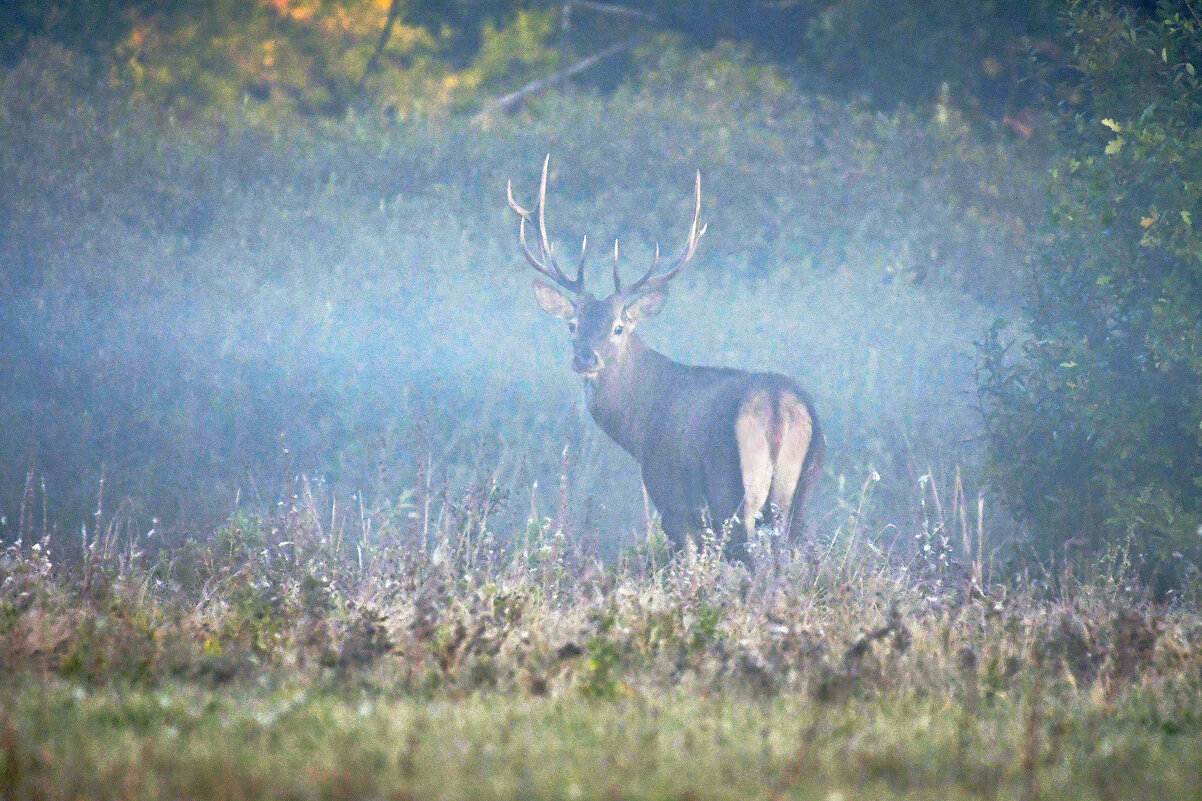 Утренний туман. - Евгений Кузнецов