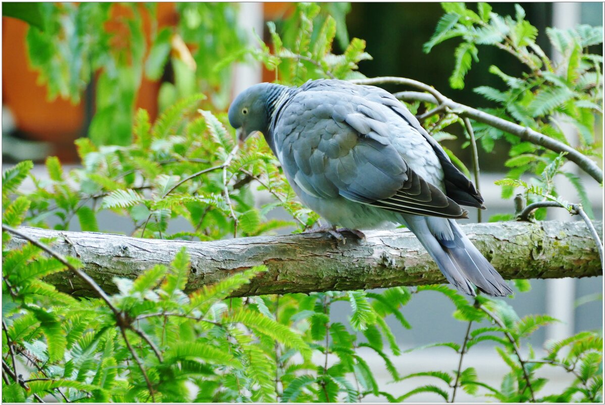 ЭТЮД... - Elvira E. 