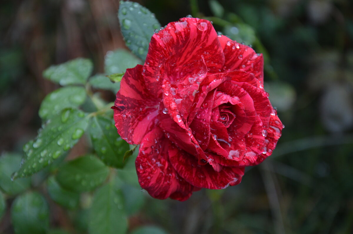 *** - Надежда Куркина *** - Надежда Куркина