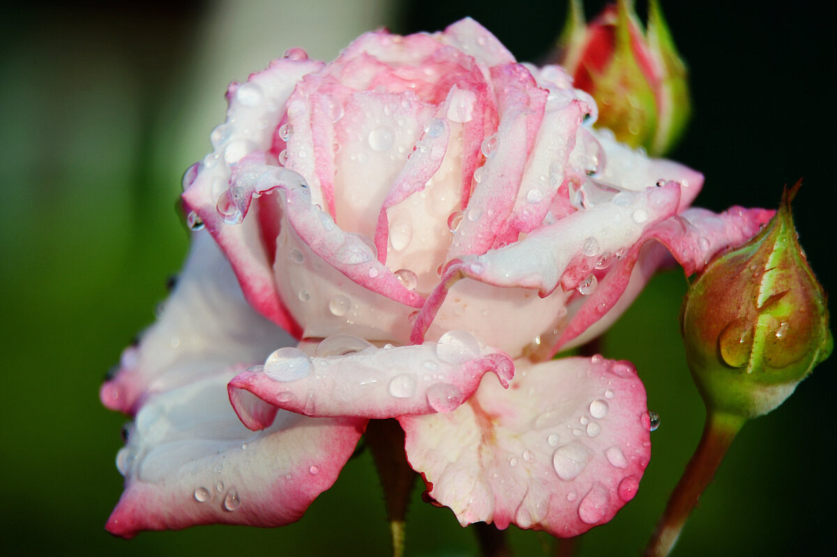 Утренний дождь.... - Надежда Куркина 