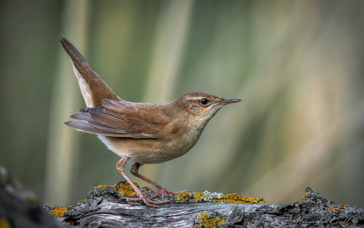 Я здесь живу! - Александр К.