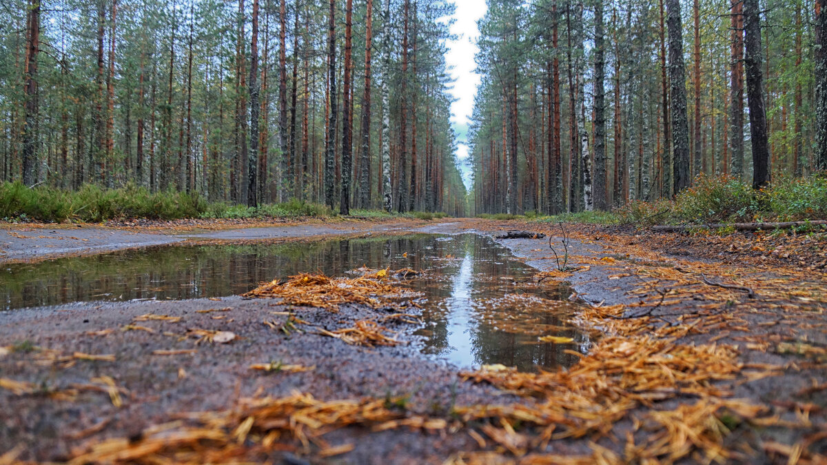 В лесу..... - Ольга Cоломатина