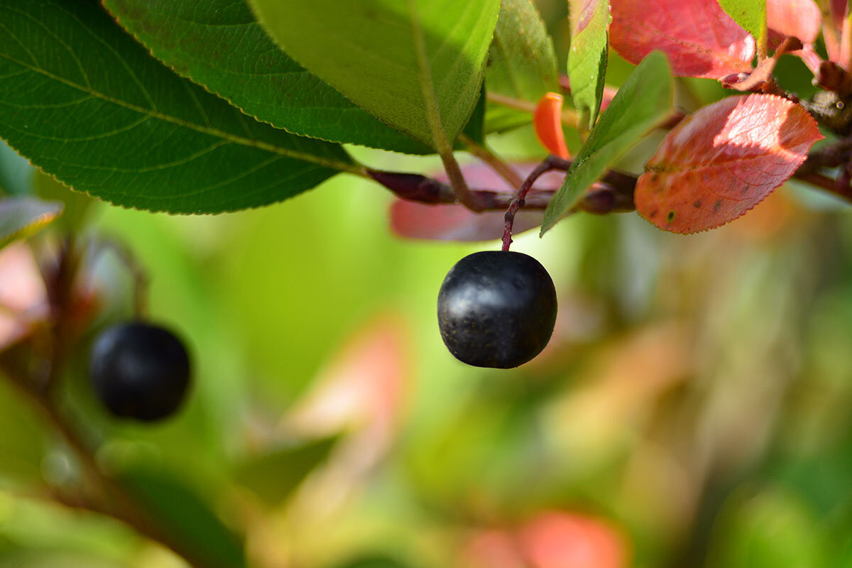 Арония черноплодная - Геннадий Супрун