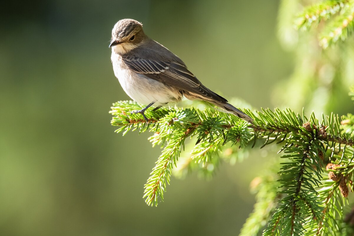 Мухоловка серая. - Виктор Евстратов