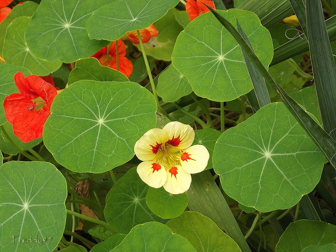 Настурции - Freddy 97