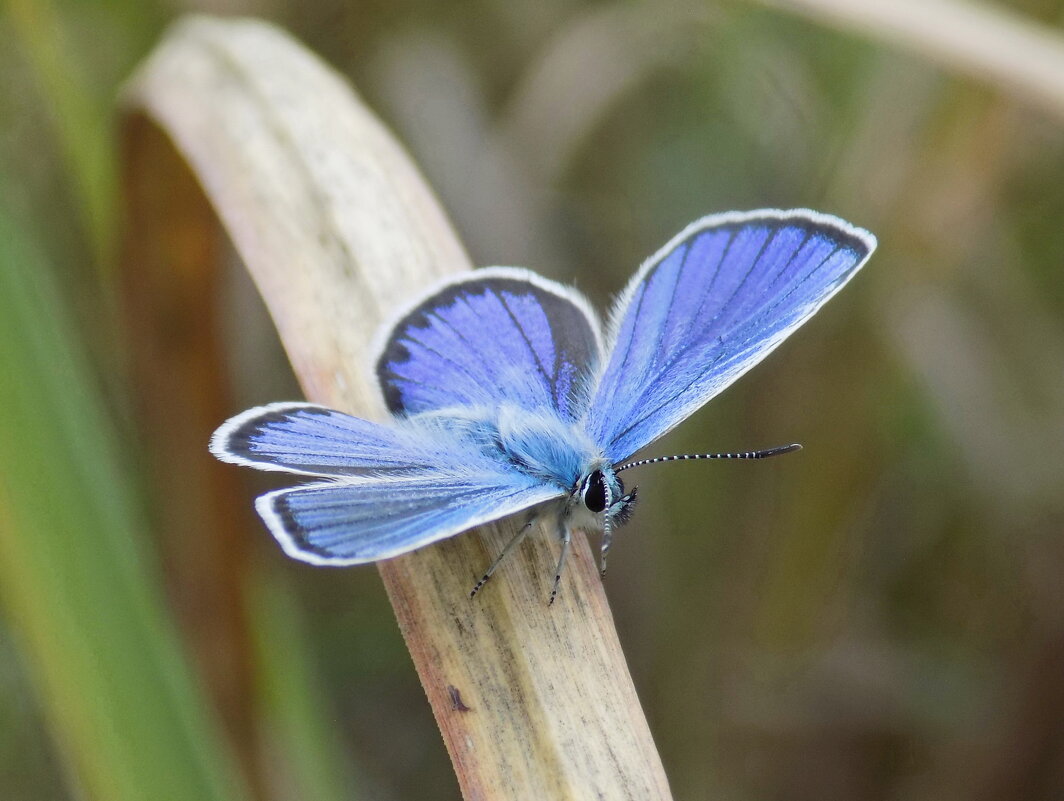 Голубянка из рода Plebejus - Константин Штарк