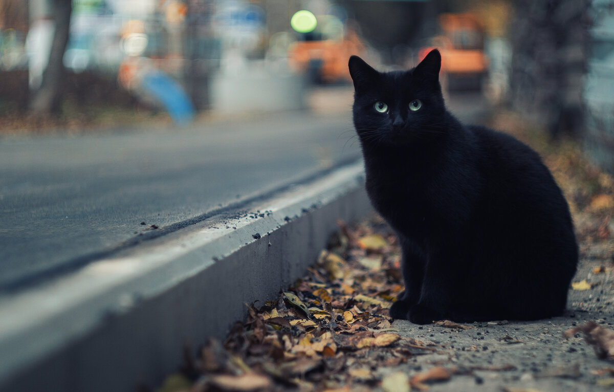 Горожанка. - Анатолий Щербак