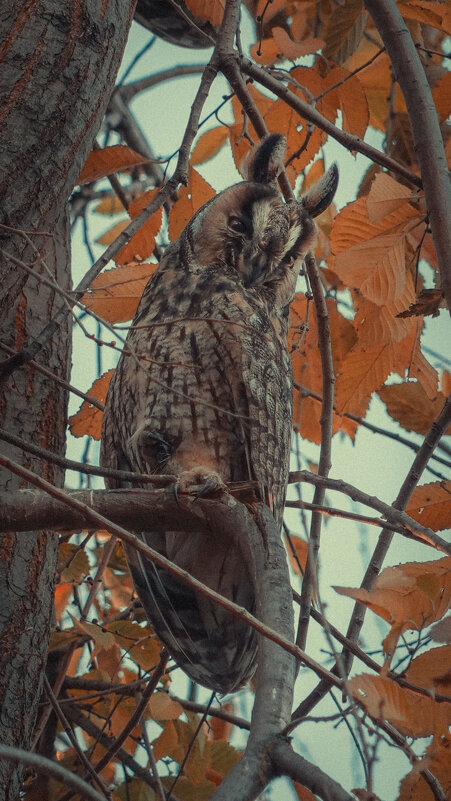 Ушастая совушка. - Анатолий Щербак