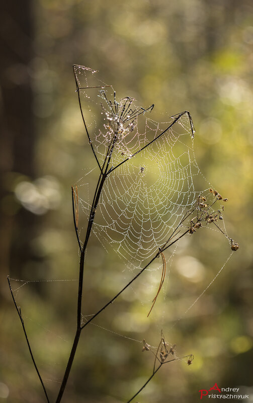 Паучья сеть - Андрей Пристяжнюк