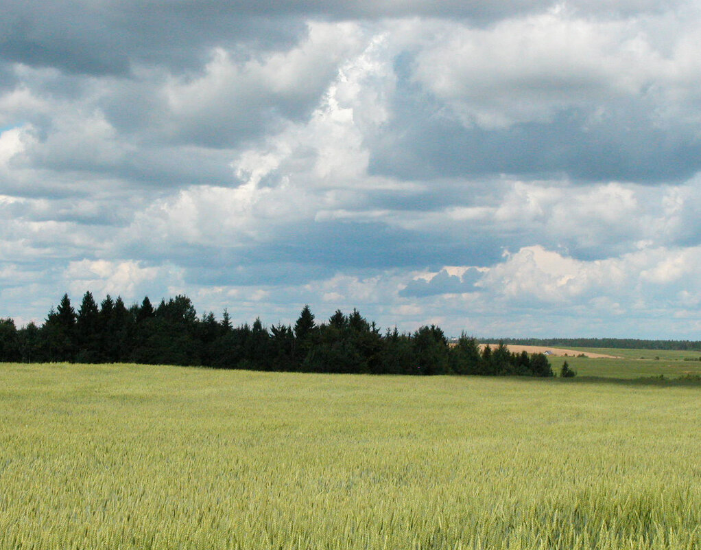 Сельский пейзаж - Наталья Лунева 