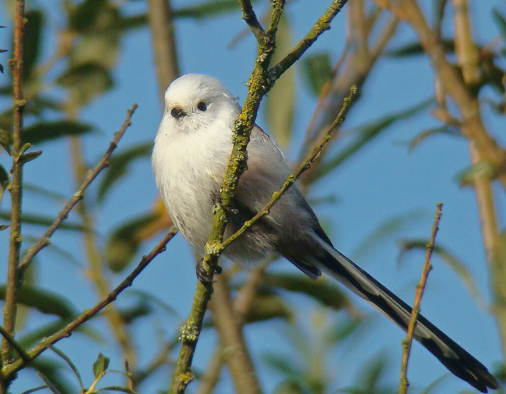 ополовник - gawrilа - dan