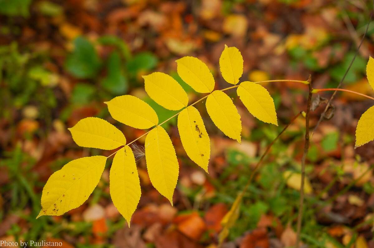 Палитра сентября... - Владимир Жданов