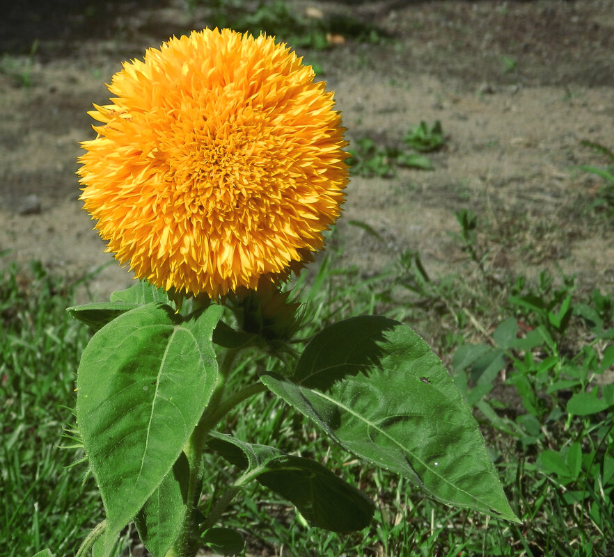 декоративный подсолнух - Лера декоративный подсолнух - Лера